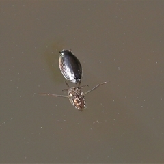 Macrogyrus (genus) (whirligig beetles) at Tharwa, ACT - 24 Sep 2025 by TimL
