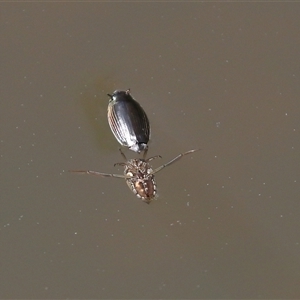 Macrogyrus (genus) (whirligig beetles) at Tharwa, ACT - 24 Sep 2025 by TimL