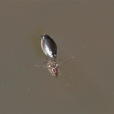 Macrogyrus (genus) (whirligig beetles) at Tharwa, ACT - 24 Sep 2025 by TimL