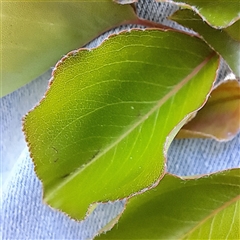 Pyrus ussuriensis (Manchurian Pear) at Ainslie, ACT - 26 Sep 2025 by abread111