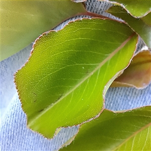Pyrus ussuriensis (Manchurian Pear) at Ainslie, ACT - 26 Sep 2025 by abread111