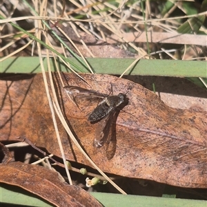 Aleucosia calophthalma (A bee-fly) at Monga, NSW - 26 Sep 2025 by clarehoneydove