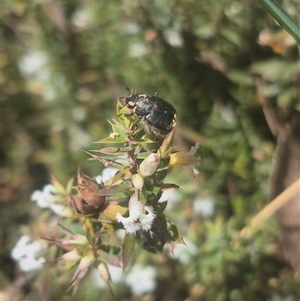 Unverified Scarab beetle (Scarabaeidae) at Monga, NSW - 26 Sep 2025 by clarehoneydove