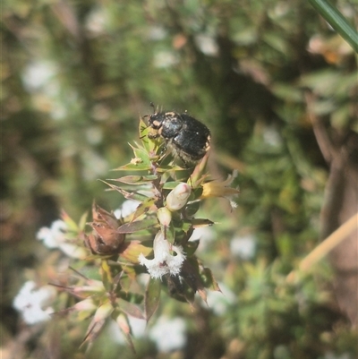 Unverified Scarab beetle (Scarabaeidae) at Monga, NSW - 26 Sep 2025 by clarehoneydove