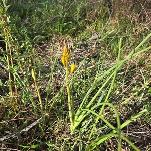 Bulbine bulbosa (Golden Lily, Bulbine Lily) at Isaacs, ACT - 26 Sep 2025 by Mike