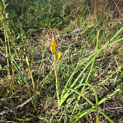Bulbine bulbosa (Golden Lily, Bulbine Lily) at Isaacs, ACT - 26 Sep 2025 by Mike