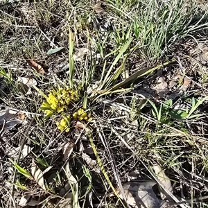 Lomandra bracteata (Small Matrush) at Isaacs, ACT - 26 Sep 2025 by Mike