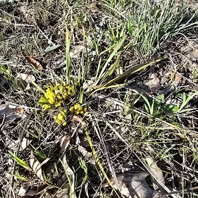 Lomandra bracteata (Small Matrush) at Isaacs, ACT - 26 Sep 2025 by Mike