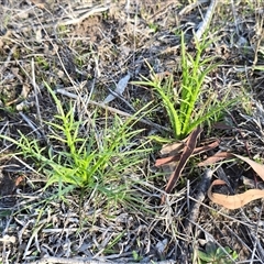 Eryngium ovinum (Blue Devil) at Isaacs, ACT - 26 Sep 2025 by Mike