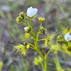 Drosera gunniana (Pale Sundew) at Isaacs, ACT - 26 Sep 2025 by Mike