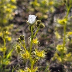 Drosera gunniana (Pale Sundew) at Isaacs, ACT - 26 Sep 2025 by Mike
