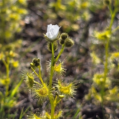 Drosera gunniana (Pale Sundew) at Isaacs, ACT - 26 Sep 2025 by Mike