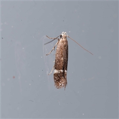 Aproaerema simplexella & isoscelixantha (Australian Soybean Moth (A. simplexella)) by DPRees125