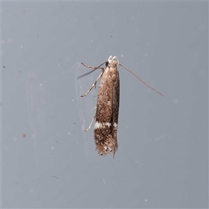 Aproaerema simplexella & isoscelixantha (Australian Soybean Moth (A. simplexella)) by DPRees125