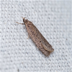 Chezala privatella (A Concealer moth) at Harrison, ACT - 25 Sep 2025 by DPRees125