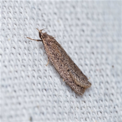 Chezala privatella (A Concealer moth) at Harrison, ACT - 25 Sep 2025 by DPRees125