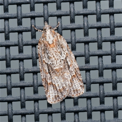 Acropolitis rudisana (Family Tortricinae) at  - suppressed by DPRees125