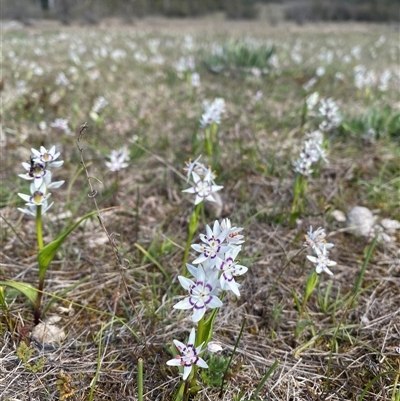 Wurmbea dioica subsp. dioica (Early Nancy) at Tharwa, ACT - 26 Sep 2025 by Shazw