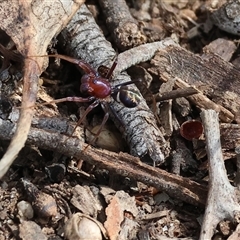 Habronestes bradleyi (Bradley's Ant-Eating Spider) at Wodonga, VIC - 26 Sep 2025 by KylieWaldon