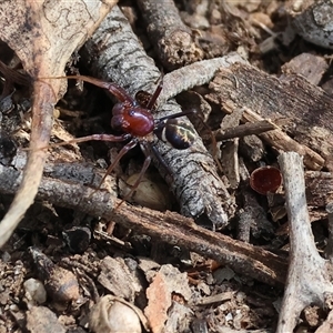 Habronestes bradleyi (Bradley's Ant-Eating Spider) at Wodonga, VIC - 26 Sep 2025 by KylieWaldon