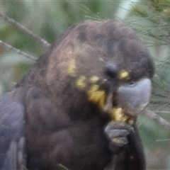 Calyptorhynchus lathami lathami (Glossy Black-Cockatoo) at Windellama, NSW - 18 Feb 2020 by GITM3