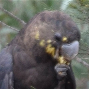 Calyptorhynchus lathami lathami (Glossy Black-Cockatoo) at Windellama, NSW - 18 Feb 2020 by GITM3