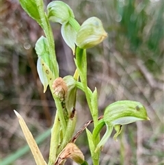 Unverified Orchid at Katoomba, NSW - 26 Sep 2025 by KooragindiJohn