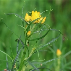 Xerochrysum viscosum at Wodonga, VIC - 26 Sep 2025 by KylieWaldon