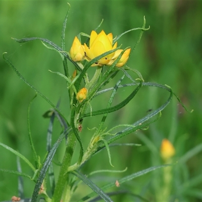 Xerochrysum viscosum at Wodonga, VIC - 26 Sep 2025 by KylieWaldon