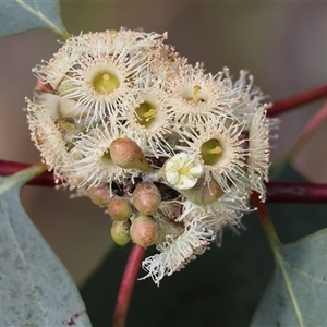 Eucalyptus dives at Wodonga, VIC - 26 Sep 2025 by KylieWaldon