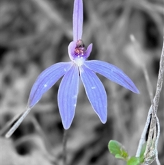 Caladenia caerulea (Blue Fingers, Blue Fairies) at Yass River, NSW - 26 Sep 2025 by SenexRugosus