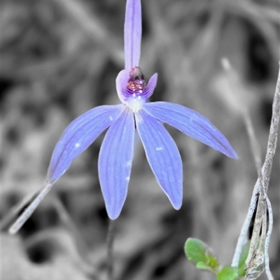 Caladenia caerulea (Blue Fingers, Blue Fairies) at Yass River, NSW - 26 Sep 2025 by SenexRugosus
