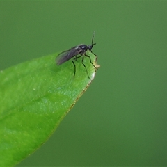 Sciaridae sp. (family) (Black fungus gnat) at Wodonga, VIC - 26 Sep 2025 by KylieWaldon