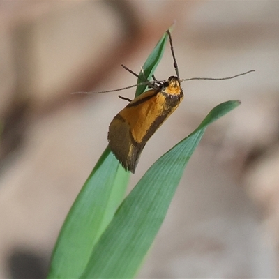 Philobota arabella (Concealer moth) at Wodonga, VIC - 26 Sep 2025 by KylieWaldon
