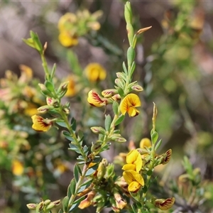 Unverified Pea at Wodonga, VIC - 26 Sep 2025 by KylieWaldon