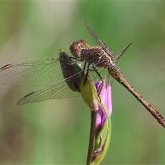 Diplacodes bipunctata (Wandering Percher) at Wodonga, VIC - 26 Sep 2025 by KylieWaldon