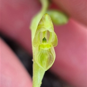 Hymenochilus muticus at Bungendore, NSW - suppressed