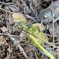 Hymenochilus muticus at Bungendore, NSW - suppressed