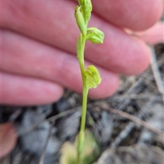 Hymenochilus muticus at Bungendore, NSW - suppressed