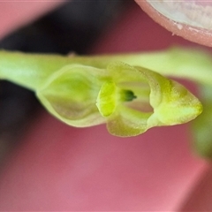 Hymenochilus muticus at Bungendore, NSW - suppressed