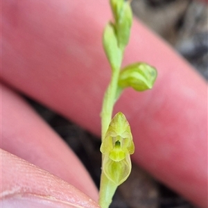 Hymenochilus muticus at Bungendore, NSW - suppressed