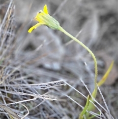 Microseris walteri (Yam Daisy, Murnong) at Yass River, NSW - 26 Sep 2025 by SenexRugosus