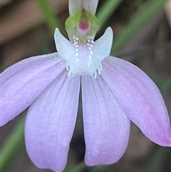 Caladenia catenata (White Fingers) at Narrawallee, NSW - 26 Sep 2025 by Clarel
