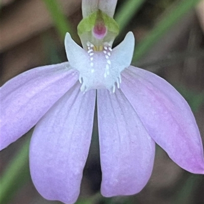 Caladenia catenata (White Fingers) at Narrawallee, NSW - 26 Sep 2025 by Clarel