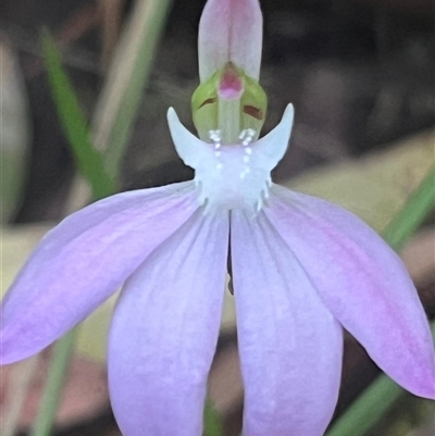 Caladenia catenata (White Fingers) at Ulladulla, NSW - 26 Sep 2025 by Clarel