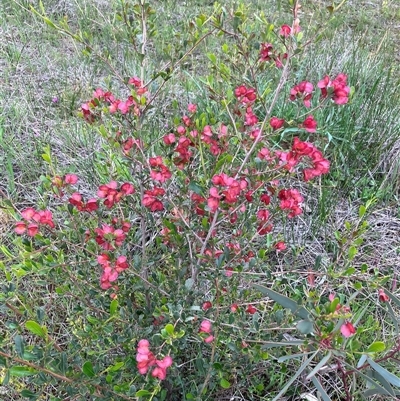 Dodonaea viscosa subsp. cuneata at  - suppressed by KL