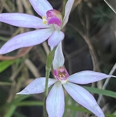 Caladenia hillmanii (Purple Heart Orchid) at Narrawallee, NSW - 26 Sep 2025 by Clarel