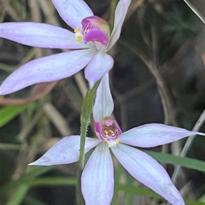 Caladenia hillmanii (Purple Heart Orchid) at Narrawallee, NSW - 26 Sep 2025 by Clarel