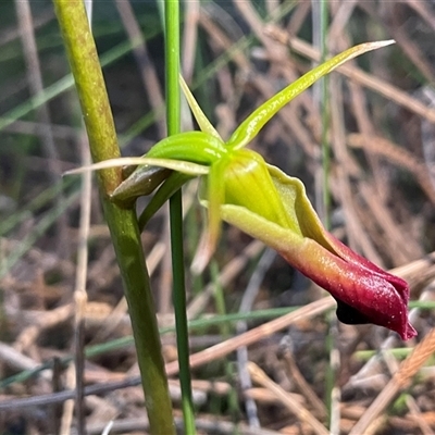 Cryptostylis subulata (Cow Orchid) at Ulladulla, NSW - 26 Sep 2025 by Clarel