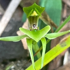 Chiloglottis chlorantha (Wollongong Bird Orchid) at Ulladulla, NSW - 26 Sep 2025 by Clarel